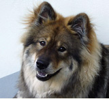 Evrazijec (Eurasier) Farben-re3