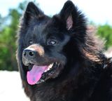 Evrazijec (Eurasier) Farben-re4