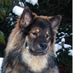 Evrazijec (Eurasier) Farben-u1