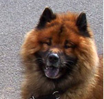 Evrazijec (Eurasier) Farben-u2