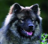 Evrazijec (Eurasier) Farben-u3