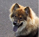 Evrazijec (Eurasier) Farben-u4