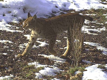 LYNX BOREAL - Lynx lynx Blx-Luchs-Jasen_MES-2