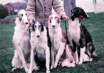 Ruski hrt,  Borzoi, Russian wolfhound, RUSSKAYA PSOVAYA BORZAYA - Page 2 Iv_fruehjahr04