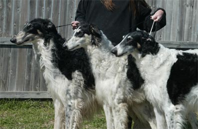 Ruski hrt,  Borzoi, Russian wolfhound, RUSSKAYA PSOVAYA BORZAYA - Page 2 Ivfruehjahr_06