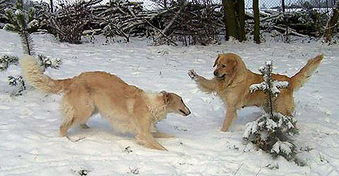 Ruski Hrt-Barzoj Borzoi 080114