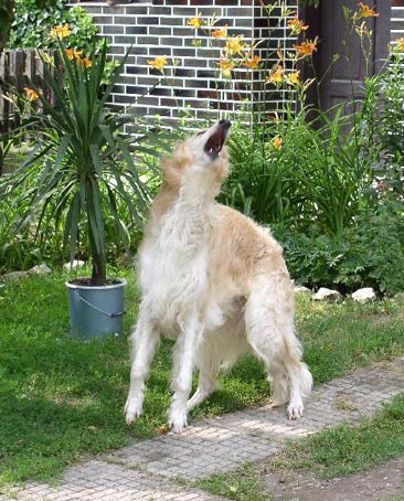 Ruski hrt,  Borzoi, Russian wolfhound, RUSSKAYA PSOVAYA BORZAYA - Page 2 Avar