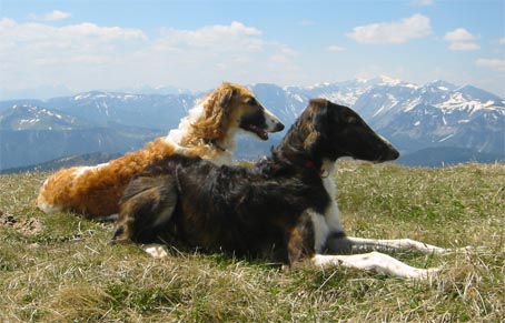 Ruski hrt,  Borzoi, Russian wolfhound, RUSSKAYA PSOVAYA BORZAYA - Page 2 Berge
