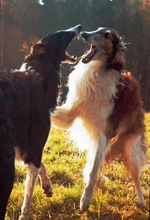 Ruski hrt,  Borzoi, Russian wolfhound, RUSSKAYA PSOVAYA BORZAYA - Page 2 Blackyjaboj