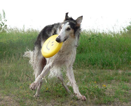 Ruski hrt,  Borzoi, Russian wolfhound, RUSSKAYA PSOVAYA BORZAYA - Page 2 Frisbee1010368