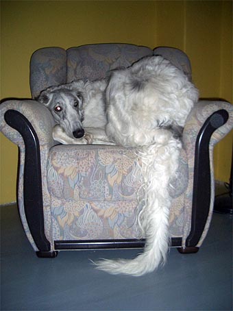 Ruski hrt,  Borzoi, Russian wolfhound, RUSSKAYA PSOVAYA BORZAYA - Page 2 Gavin