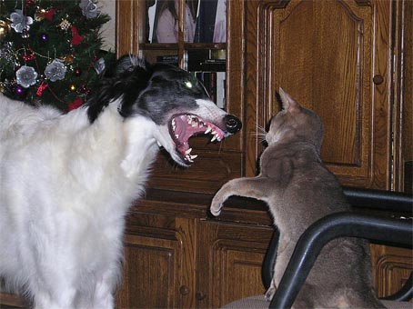 Ruski hrt,  Borzoi, Russian wolfhound, RUSSKAYA PSOVAYA BORZAYA - Page 2 Katze