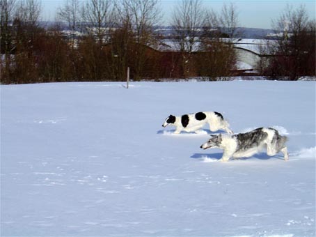 Ruski hrt,  Borzoi, Russian wolfhound, RUSSKAYA PSOVAYA BORZAYA - Page 2 Noblesse_odaliska