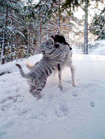 Ruski hrt,  Borzoi, Russian wolfhound, RUSSKAYA PSOVAYA BORZAYA - Page 2 Tiger