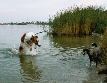 Ruski hrt,  Borzoi, Russian wolfhound, RUSSKAYA PSOVAYA BORZAYA - Page 2 Ufer