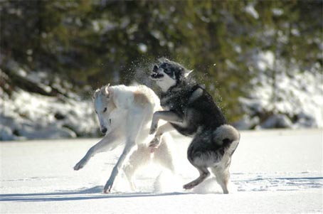 Ruski hrt,  Borzoi, Russian wolfhound, RUSSKAYA PSOVAYA BORZAYA - Page 2 Wolfhunter