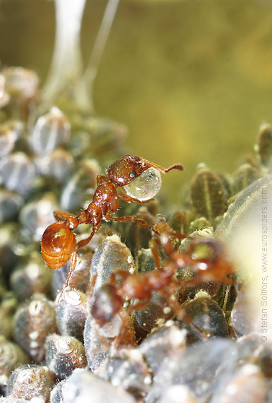 حشرات .. لكن جميله Ant_aphids_poo_food_0251