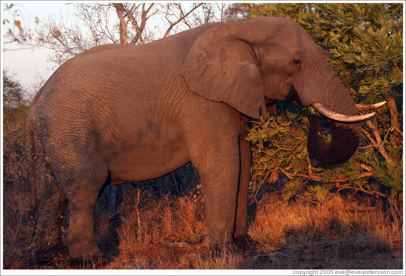 Cedarville Zoo's Animals Timbavati-elephant-male-2-large