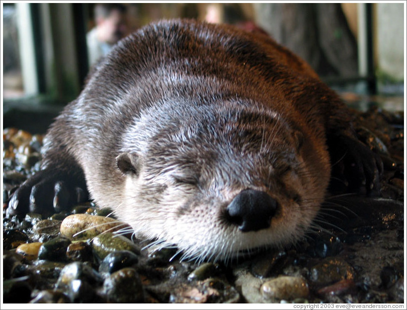 Fond d'cran du jour... - Page 6 Aquarium-otter-sleeping-large