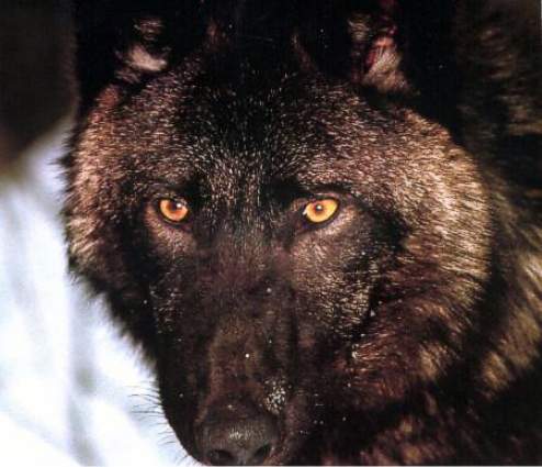 Sombre Nuit que voici ... Blackwolf