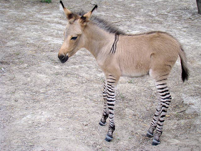 FOTOGALERÍA: Nace el primer cebrasno en México Cebrasno-reynosa-zoologico-23042014-2_0