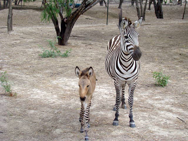 FOTOGALERÍA: Nace el primer cebrasno en México Cebrasno-reynosa-zoologico-23042014