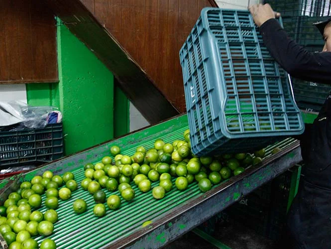 De no superar crisis de limón en abril, se importaría el cítrico: Sagarpa Limon2303g