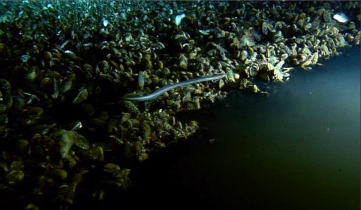 Dans les abysses: une vie indépendante du soleil Coldseep