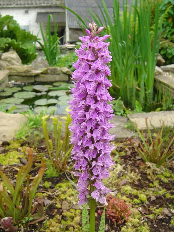 Dactylorhiza Dactylorhizamaculata