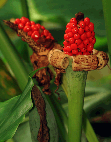 VƯỜN CÂY HOA ĐV I - Page 10 Alocasia-odora-berries-2