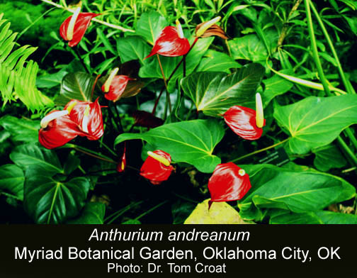 VƯỜN CÂY HOA ĐV I - Page 12 Anthurium%20andreanum%20Tom%20Croat%20photo