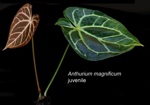 VƯỜN CÂY HOA ĐV I - Page 12 Anthurium-magnificum--juven