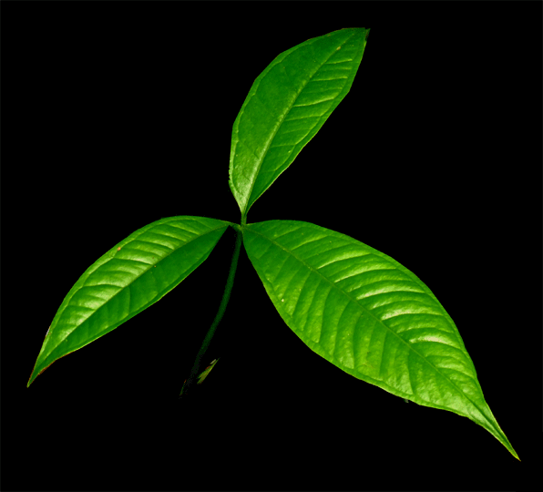 -2 Aracées-dont Anthurium moonenii  trouvées par Stephane Anthurium-moonenii-2-for-we