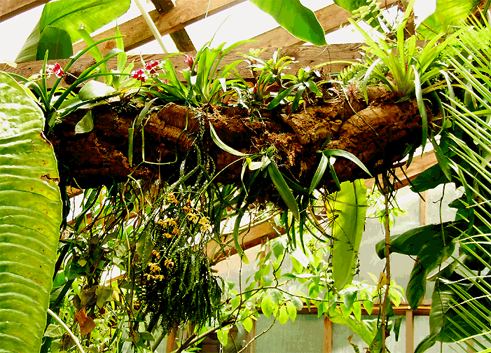 [Projet] Réalisation d'un terrarium. Epiphyte-log-May-31-08-clos