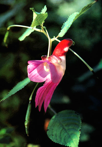 VƯỜN CÂY ĐV II - Page 15 Impatiens-psittacina-8