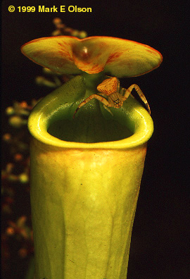 الإفتراس في عالم النبات  Nepenthes%20and%20spider