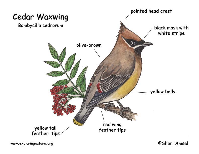  طائر الأرز Waxwing_diagram