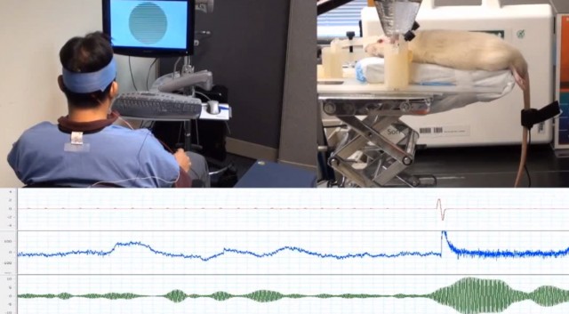 Harvard creates brain-to-brain interface, allows humans to control other animals with thoughts alone Human-rat-brain-to-brain-interface-640x353