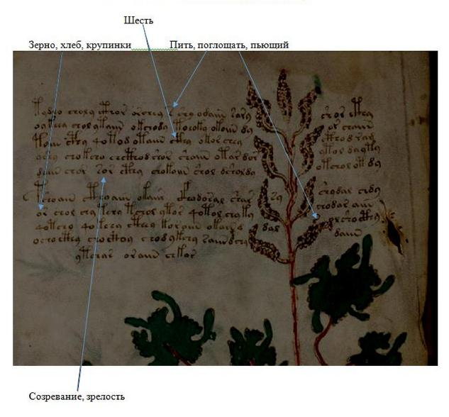 Research Anichkin Nikolai Matveyevich "Voynich manuscript indecipherable." RV%202