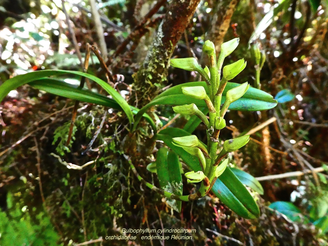 TÌNH YÊU LAN 2 - Page 66 Bulbophyllum-cylindrocarpum_med_hr-2
