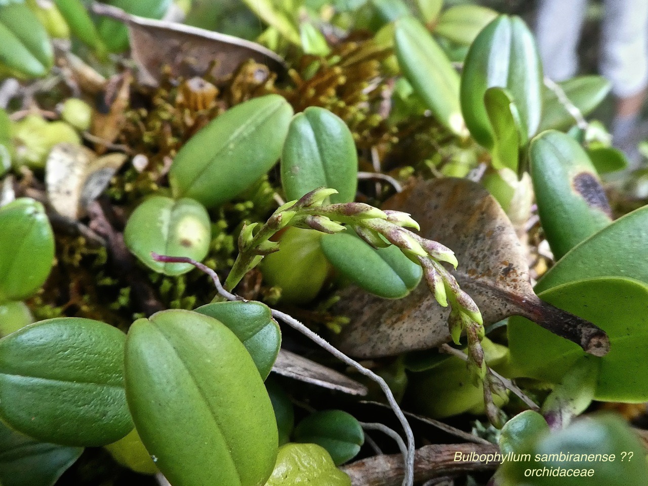TÌNH YÊU LAN 3 - Page 35 Bulbophyllum-sambiranense-_med_hr-2