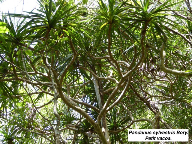 TÌNH YÊU CÂY CỎ ĐV 10  - Page 56 Pandanus-sylvestris-bory_med-3