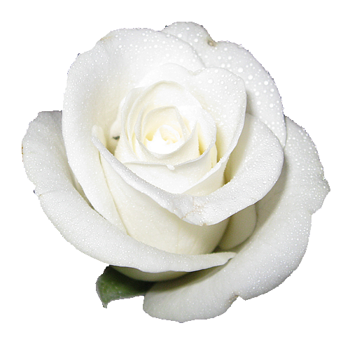 Pershndetje nga Sweet-DoNnA White-elegant-rose-transparent-isolated