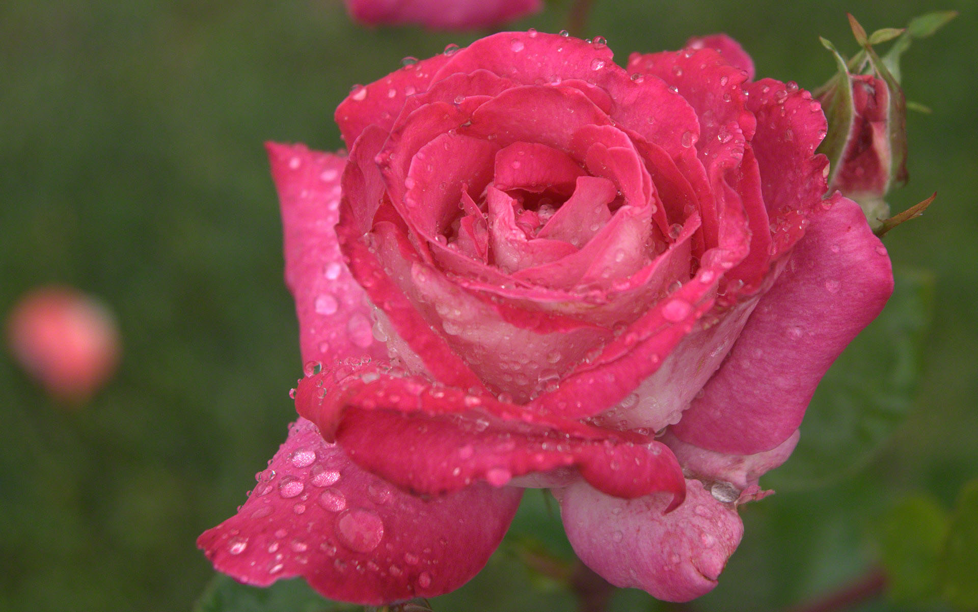 خلفيات ورود مع قطرات المطر Deep-pink-rose-with-raindrops-dsc04433