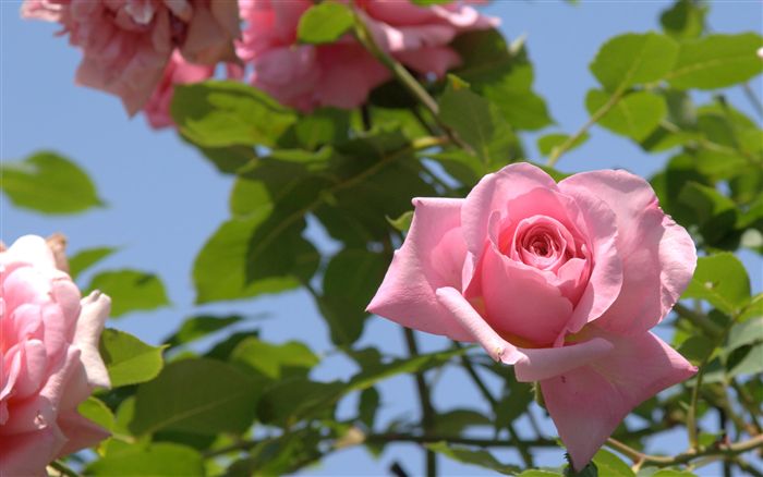 ورود جميلة  Delicate-flamingo-pink-roses-1920x1200-hd-photo-fabiovisentincomdsc09527_high