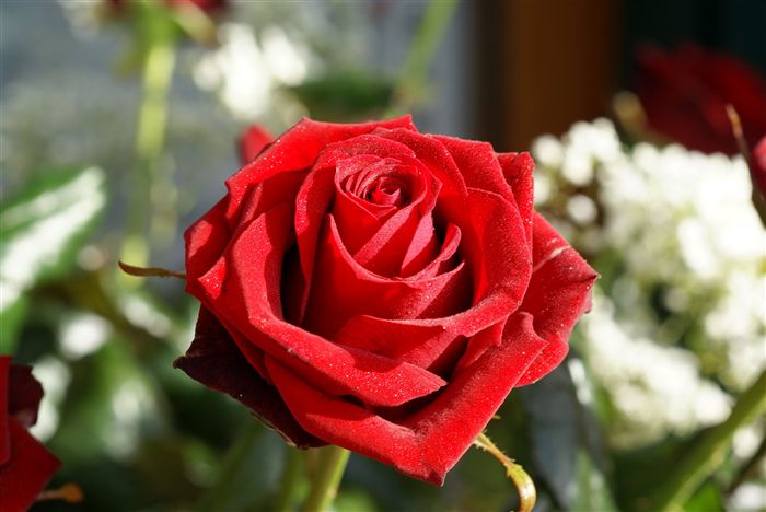 ورود حمراء رائعة Long-stem-red-roses-02033_high