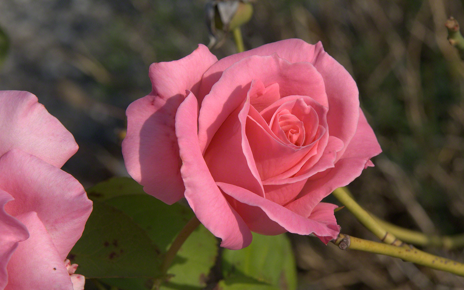 حديقة المنتدى - صفحة 19 Pink-rosebud-dsc02313