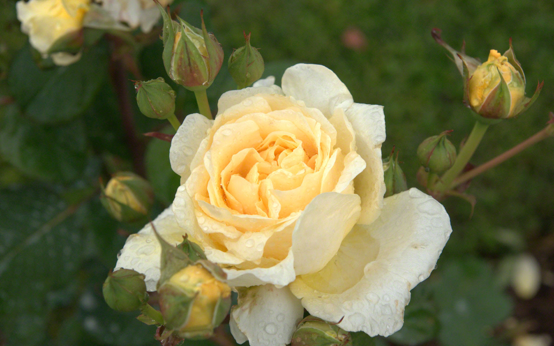 صباح الخير          Raindrop-yellow-rose-dsc04428