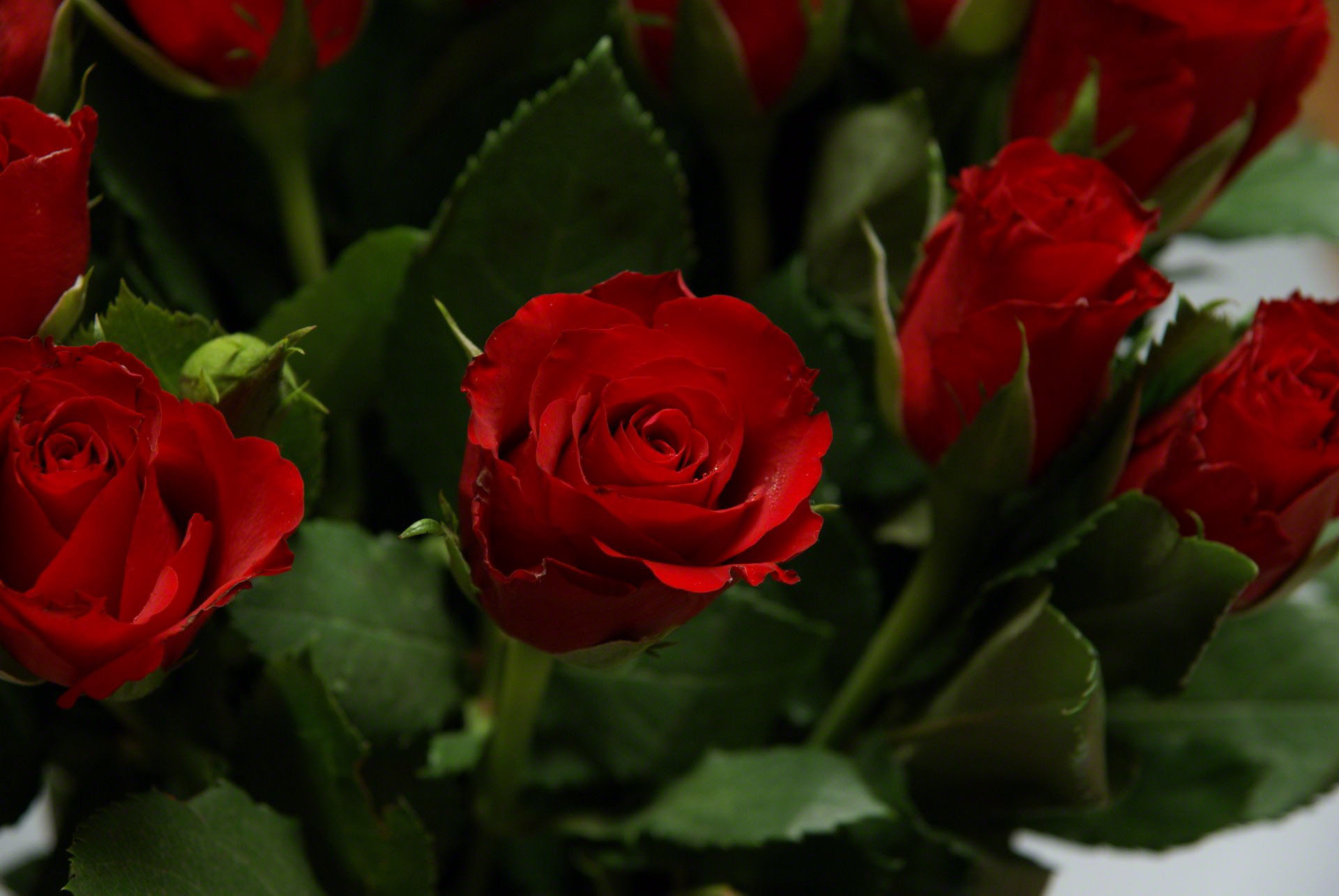 الورد لغة الحب والعشق Red-rose-close-up01642