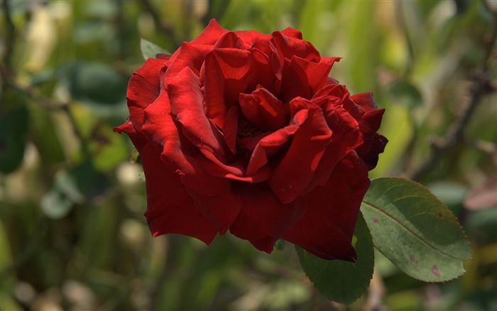 وردة العــــشاق اجمل صور Red-rose-photo-dsc02318_high